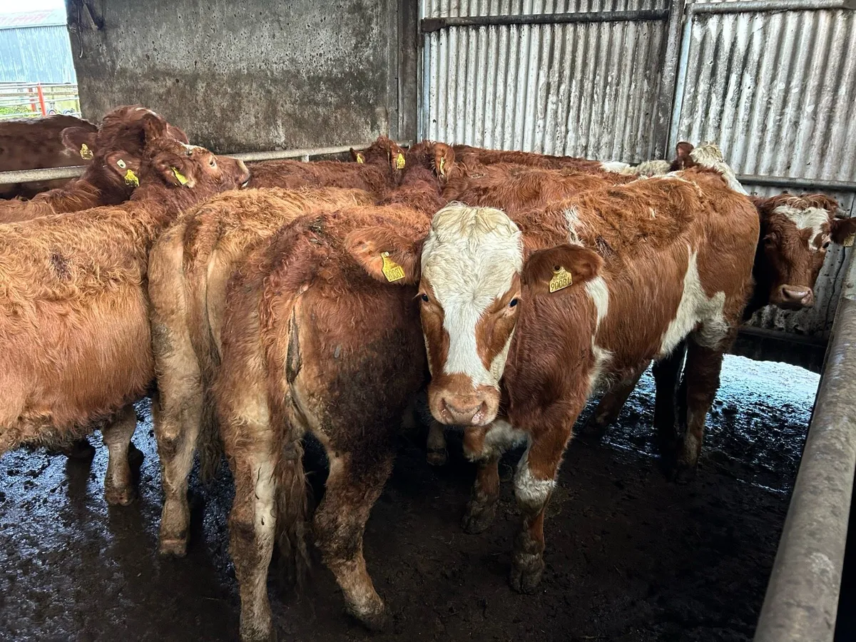 BREEDING HEIFERS - Image 2