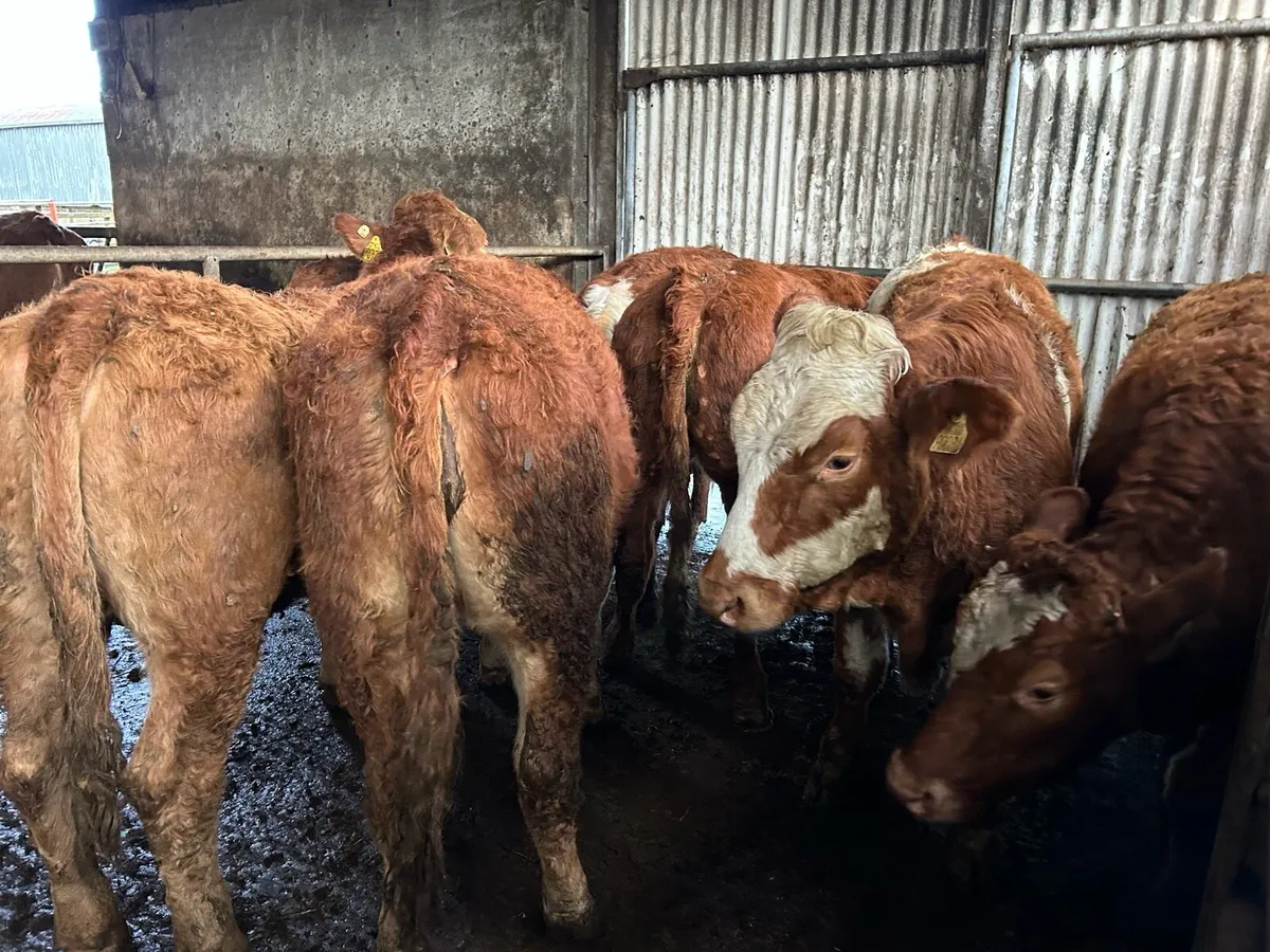 BREEDING HEIFERS - Image 3