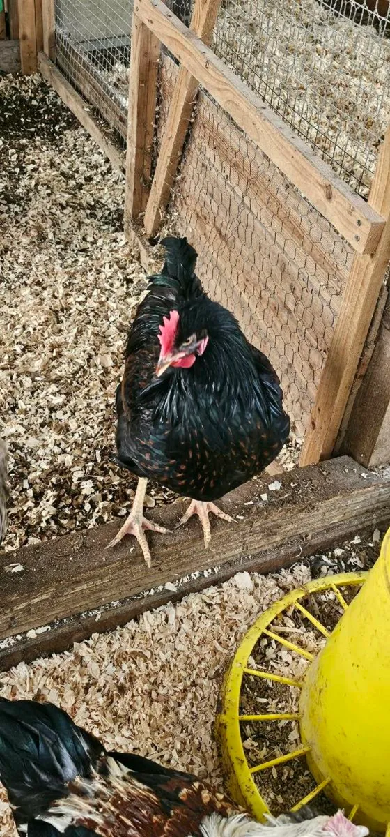 Gold barnevelder Roosters - Image 2