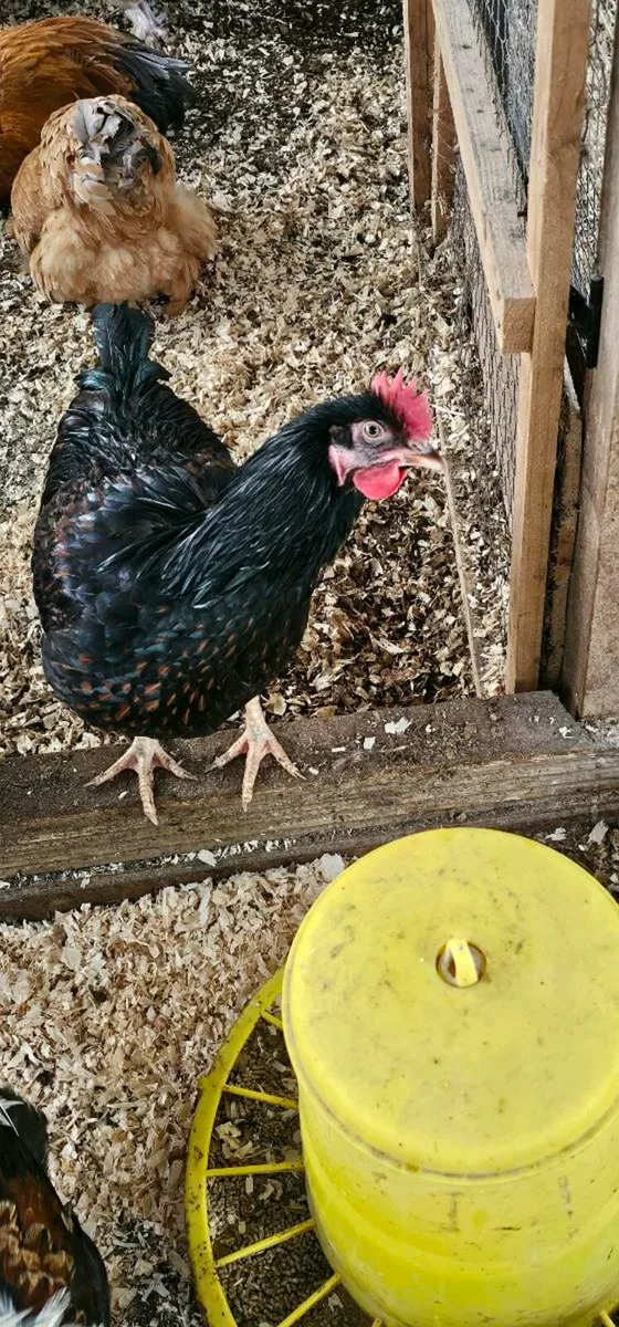 Gold barnevelder Roosters - Image 3