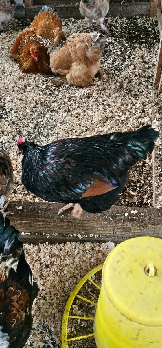 Gold barnevelder Roosters - Image 4