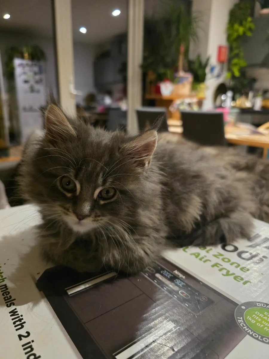 Maine Coon Kitten - Image 1