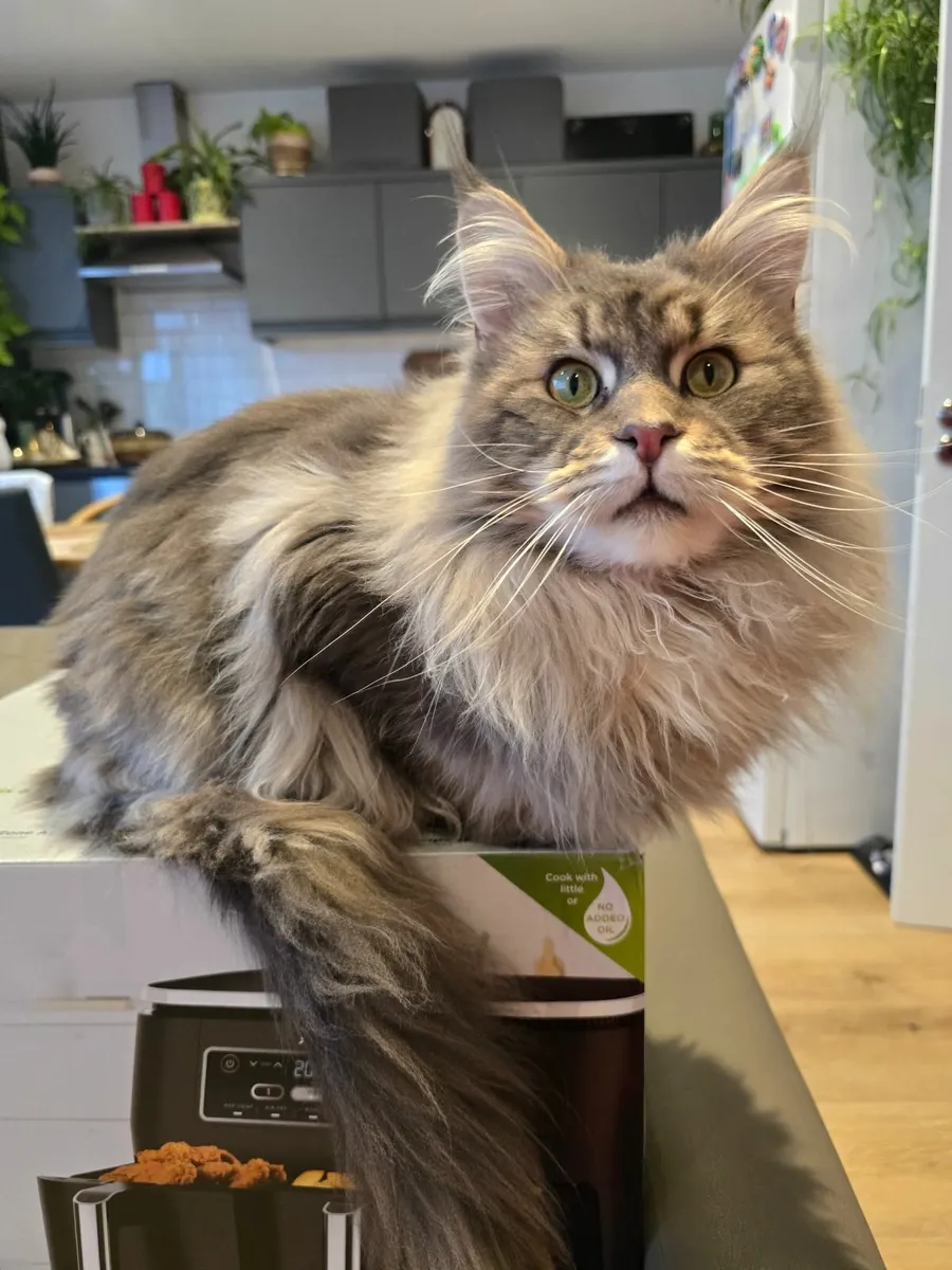 Maine Coon Kitten - Image 2