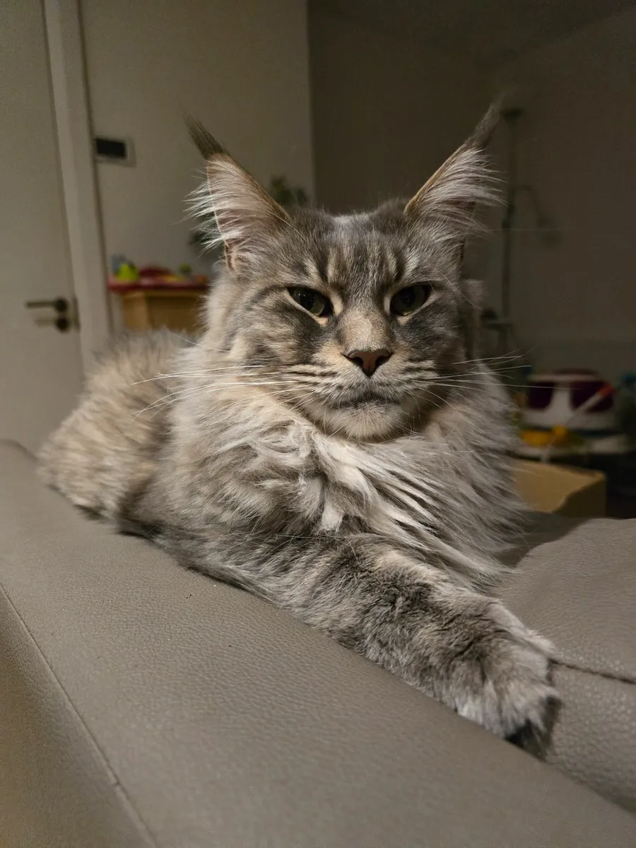 Maine Coon Kitten - Image 3