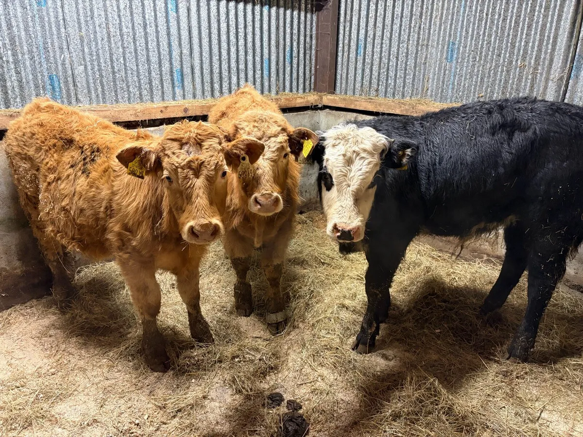 3 Suckler Breed Bull Weanlings For Sale - Image 1