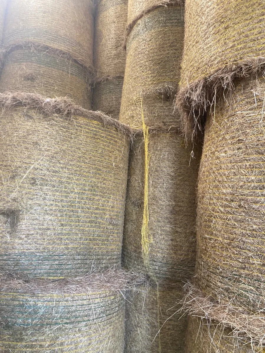 Hay - Image 3