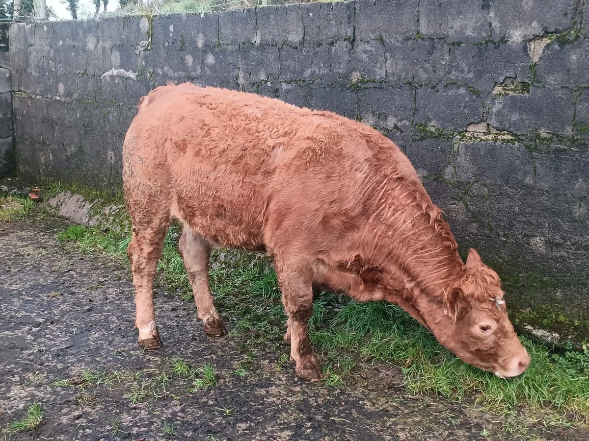 Springer ⭐️⭐️⭐️⭐️ - Image 2