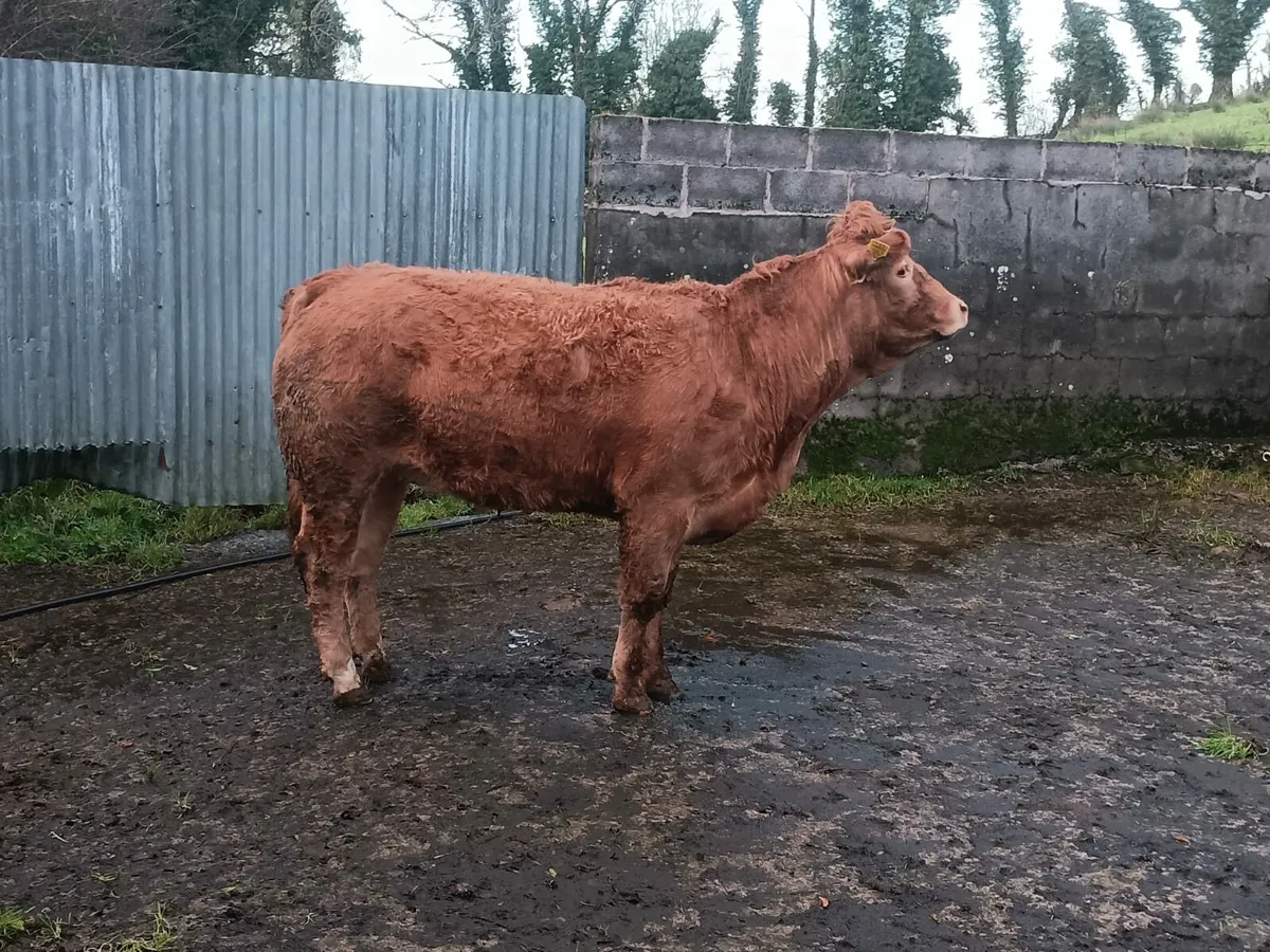 Springer ⭐️⭐️⭐️⭐️ - Image 3