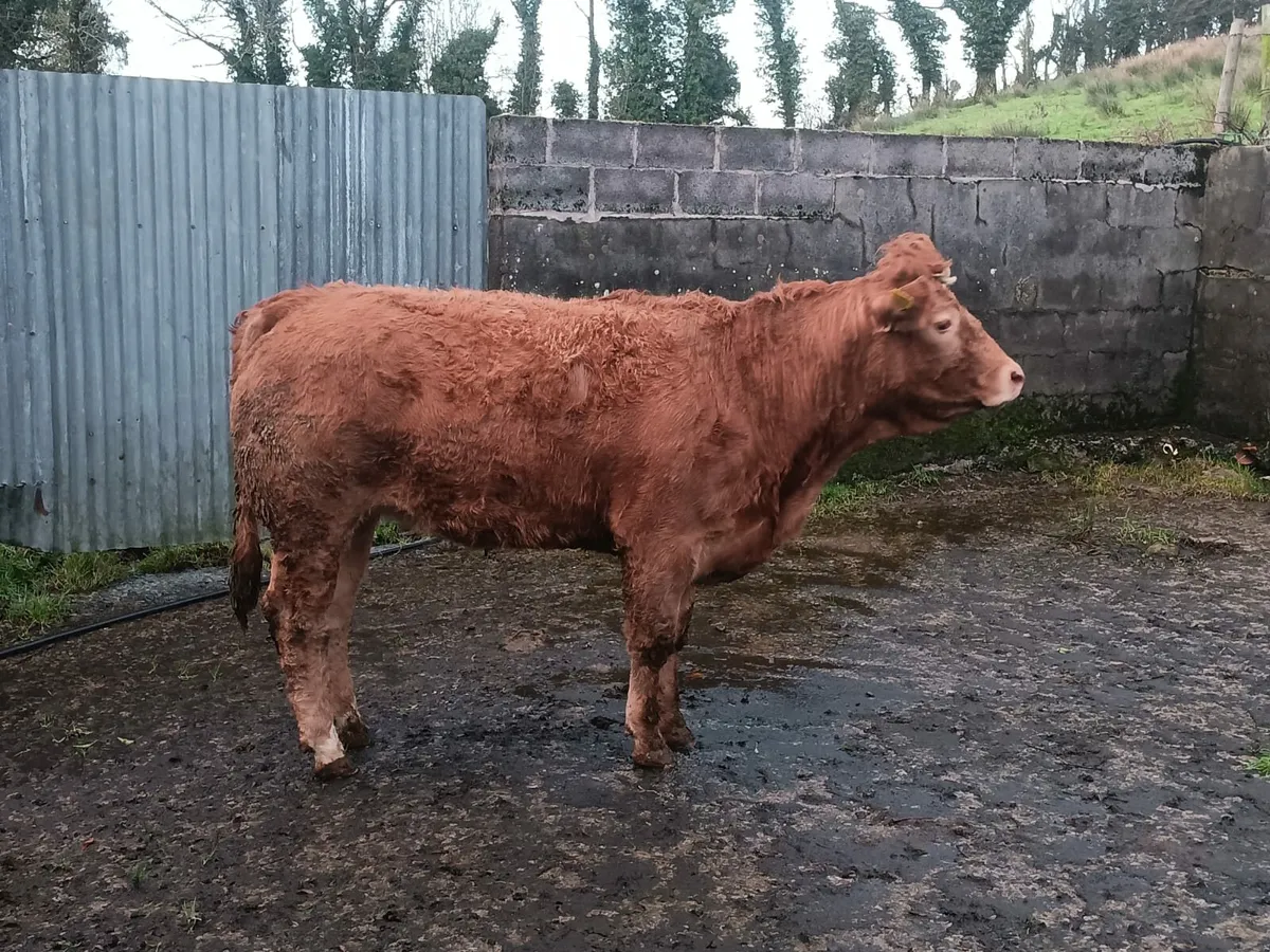 Springer ⭐️⭐️⭐️⭐️ - Image 4