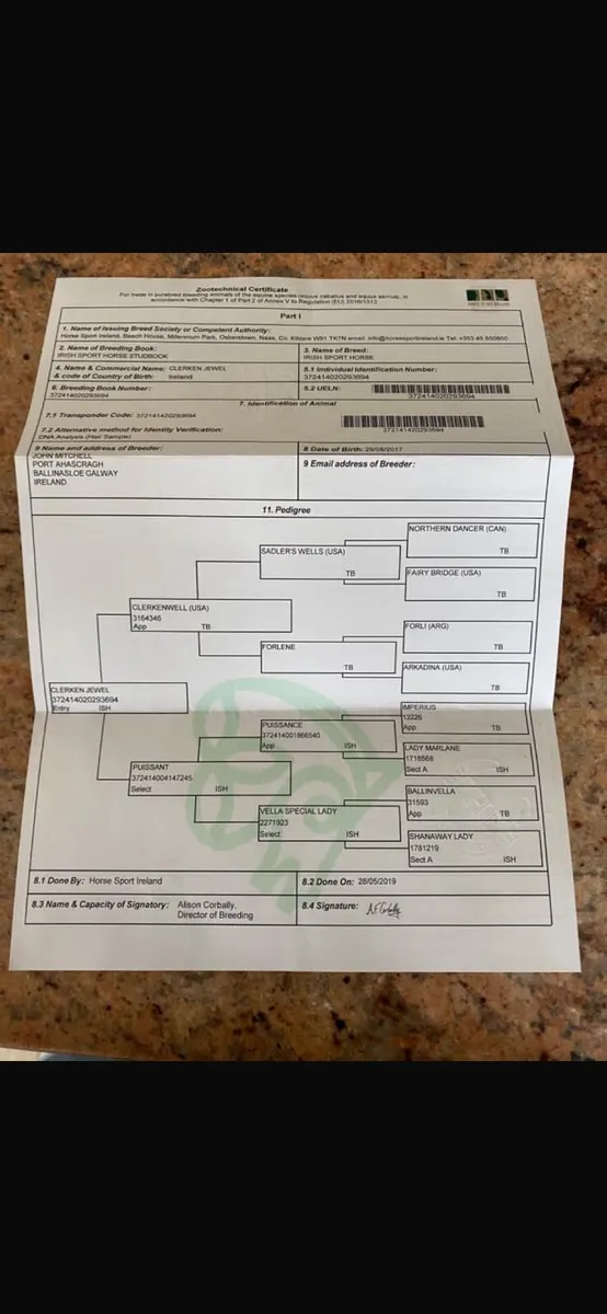 Irish sport horse mare for sale - Image 3