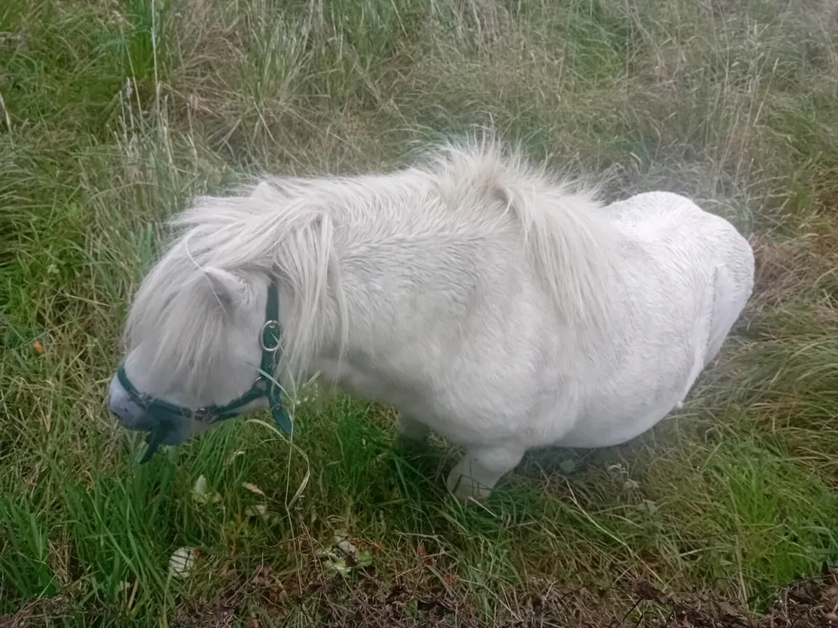 Shetland stallion - Image 2