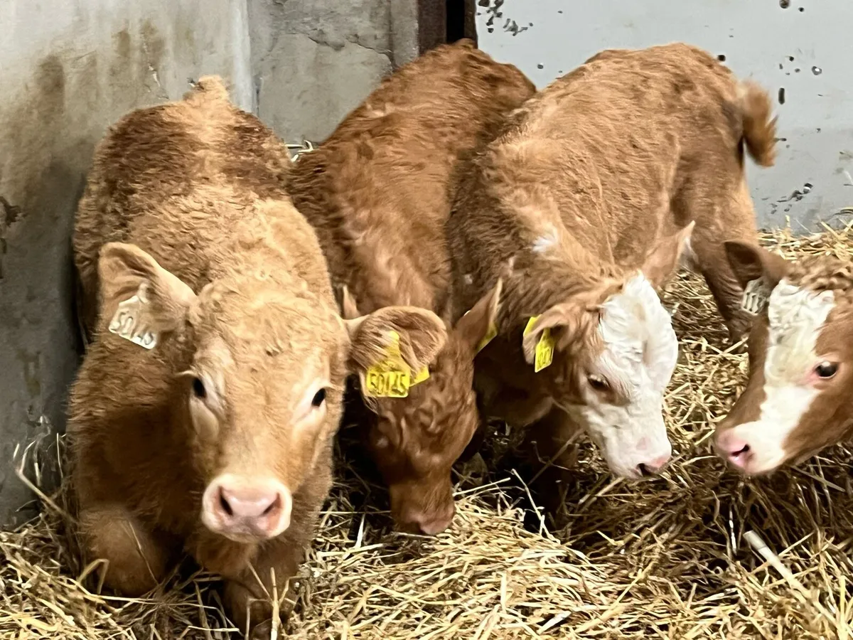 PARKMORE CALF FARM ROSCREA - Image 1