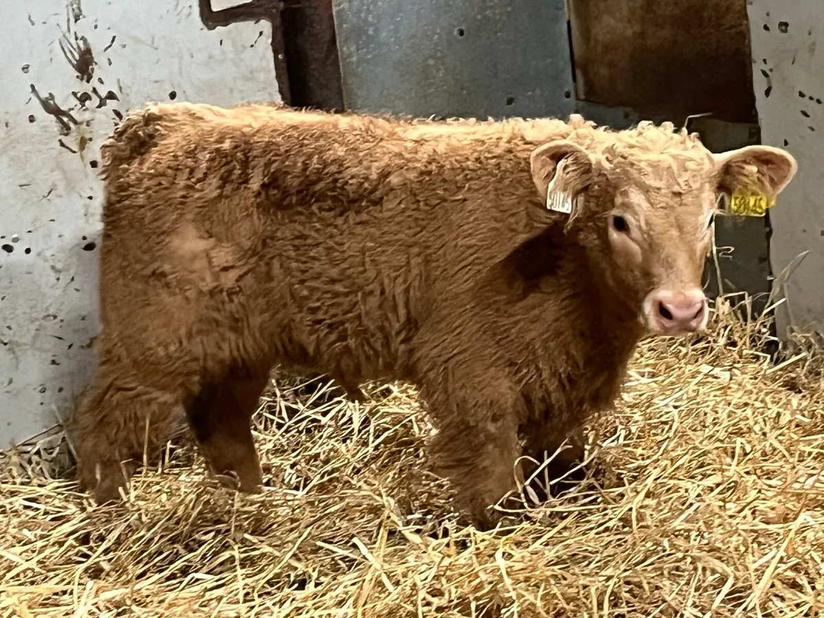 PARKMORE CALF FARM ROSCREA - Image 4