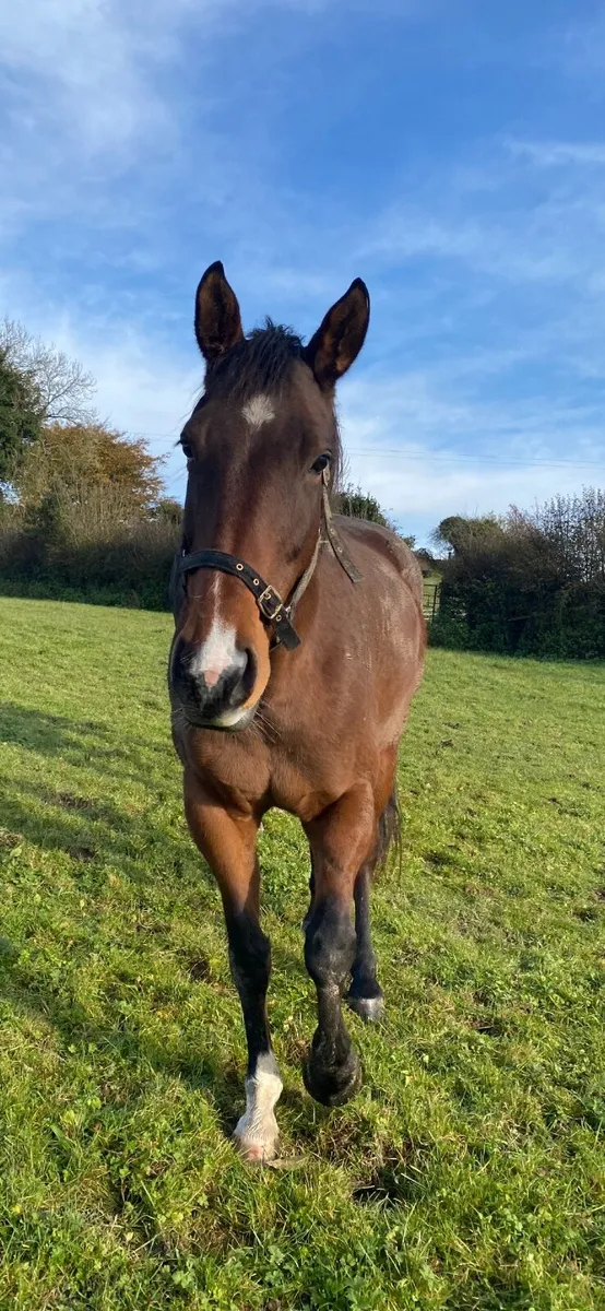 Irish sport horse mare for sale - Image 1