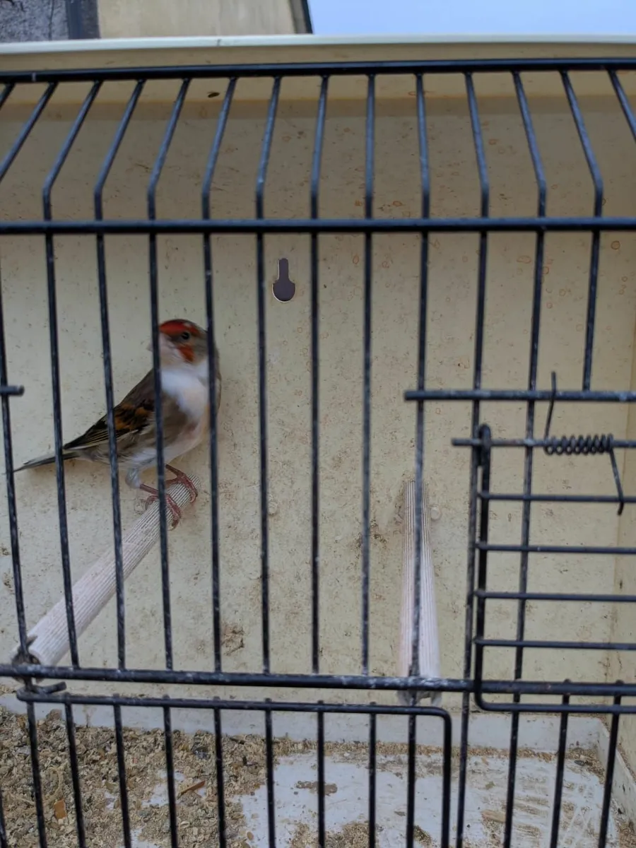 Variegated finch mule , 2 coloured finch mules coc - Image 2