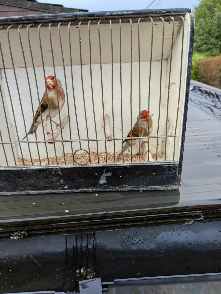 Variegated finch mule , 2 coloured finch mules coc - Image 3