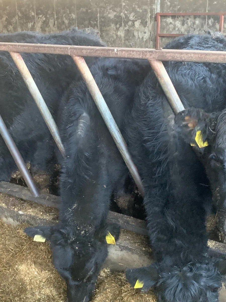 Organic Weanlings Tullow Jan 28th - Image 3