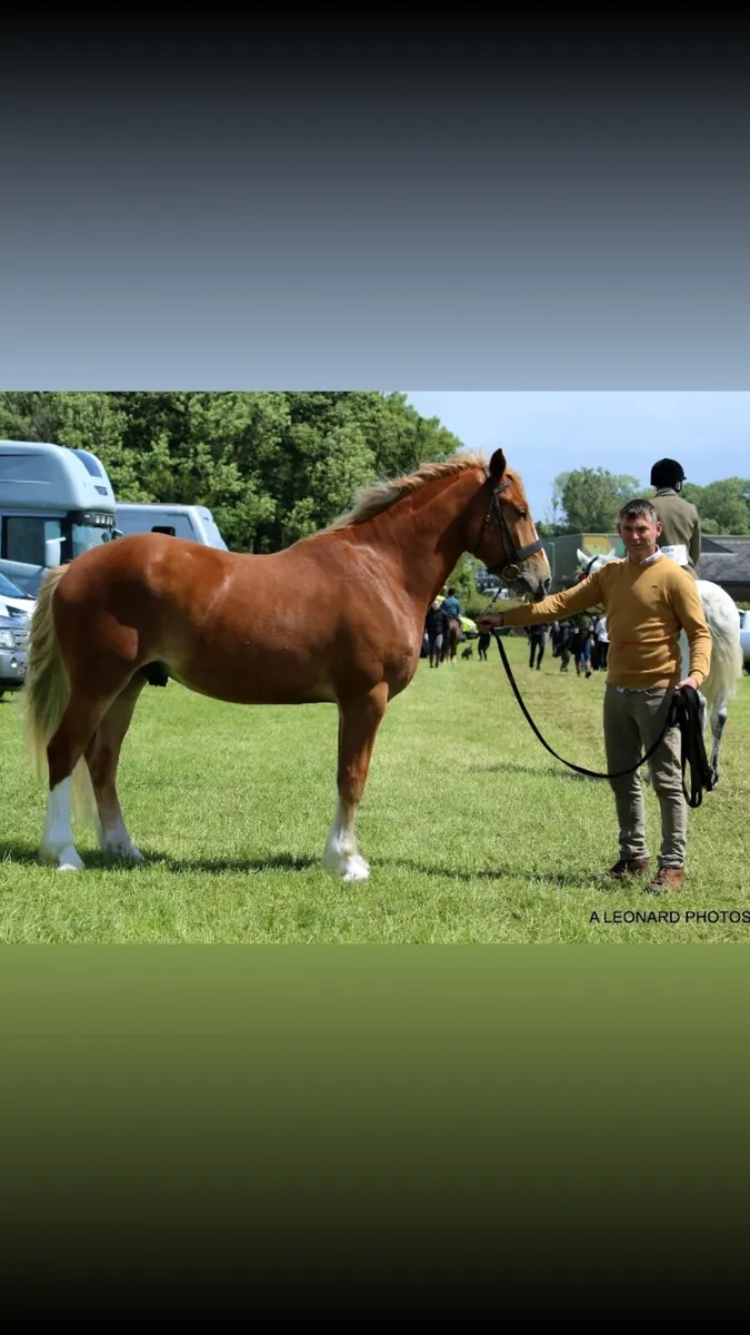 Hunting/show cob - Image 1
