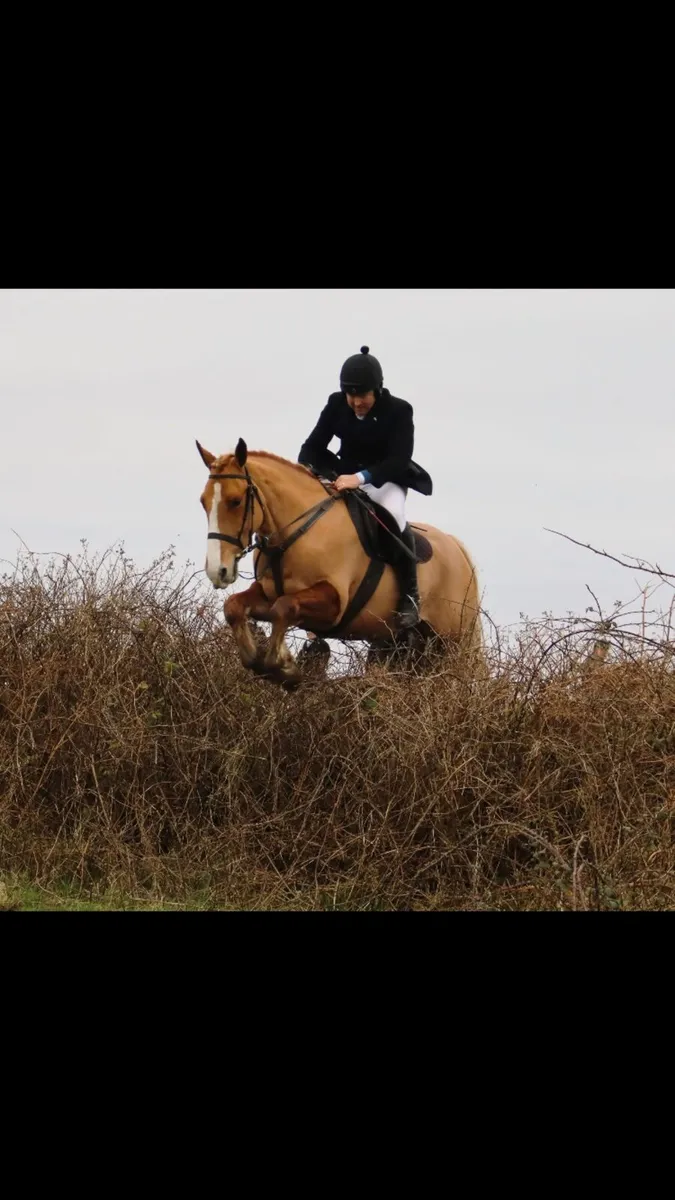 Hunting/show cob - Image 4