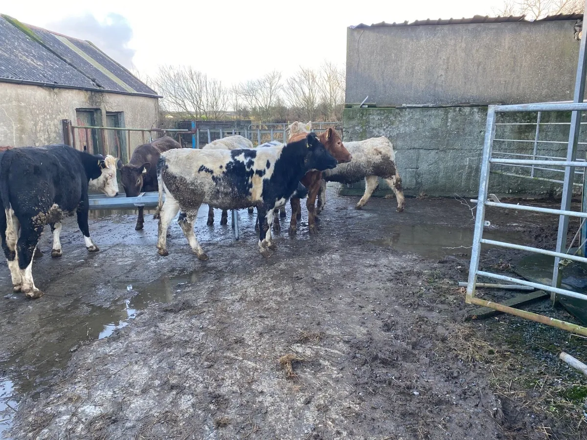 Heilfers CH/BB/LMX - Image 1