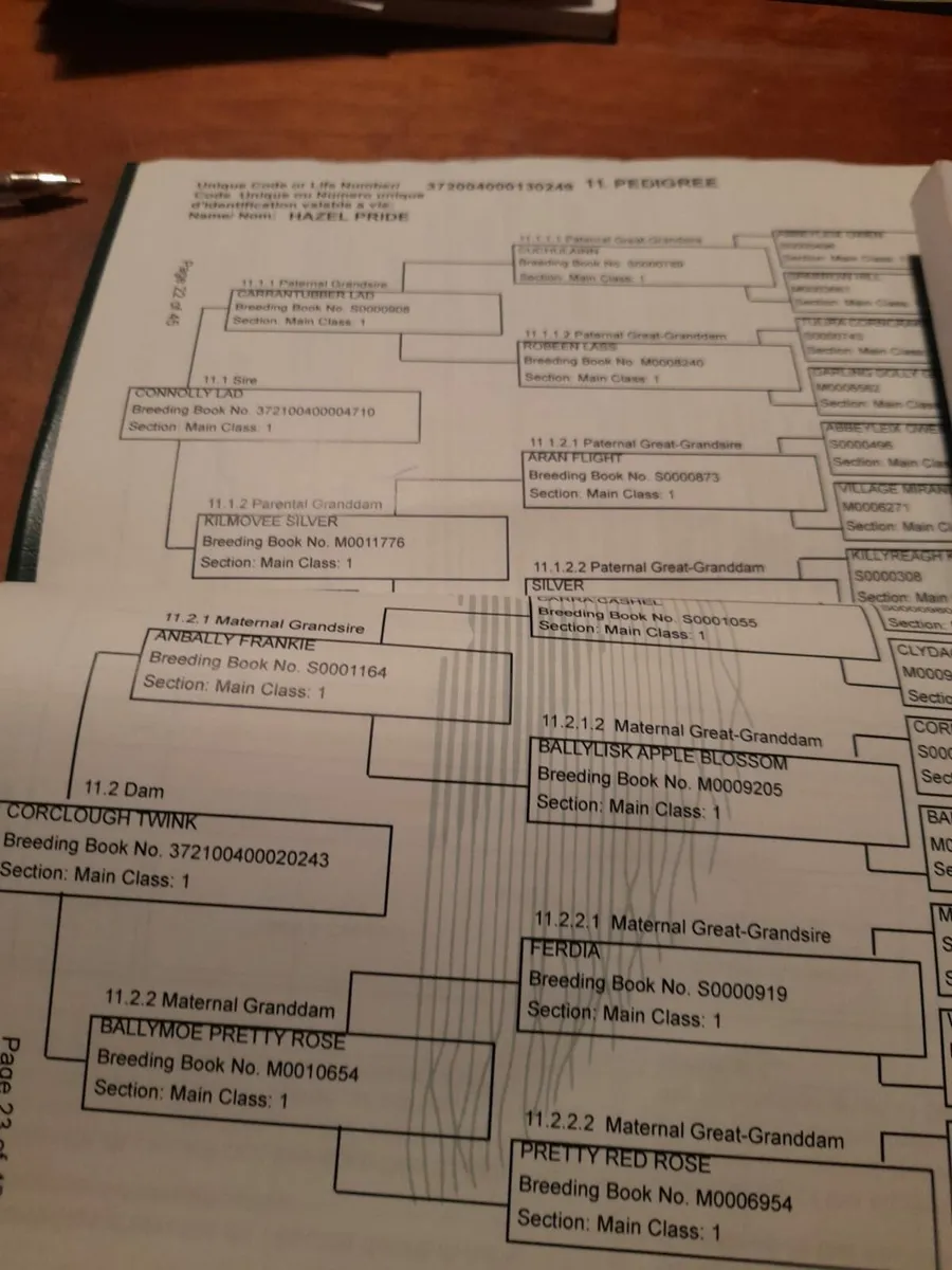 2 year old connemara filly - Image 2