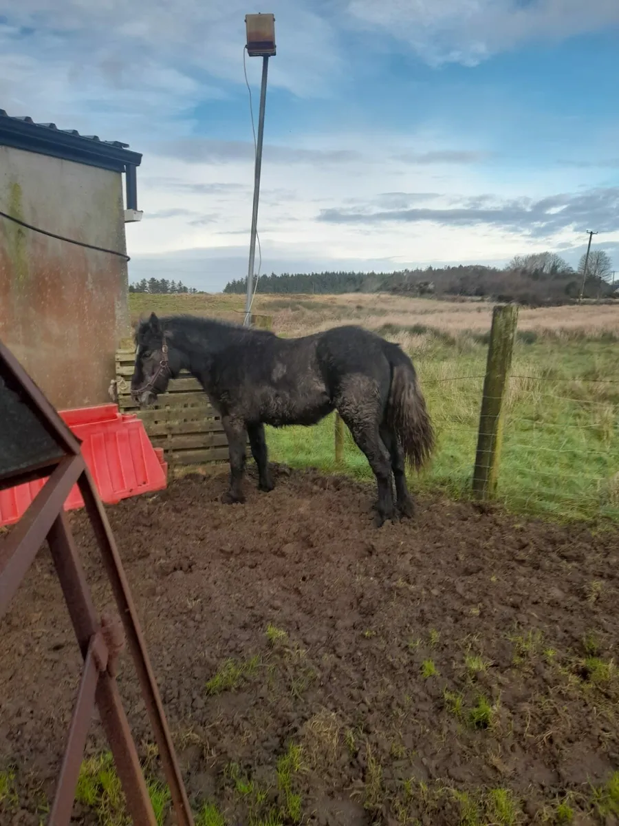 2 year old connemara filly - Image 3
