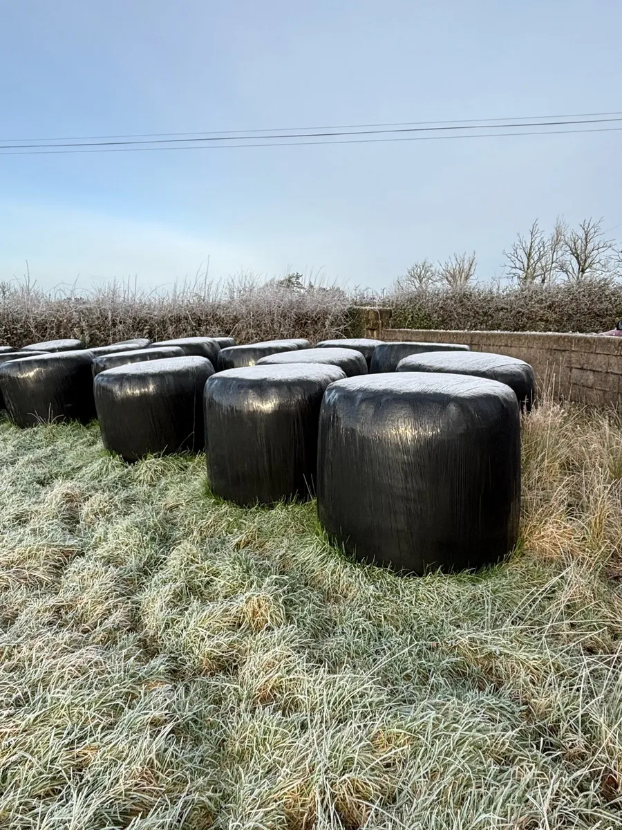 Silage - Image 3