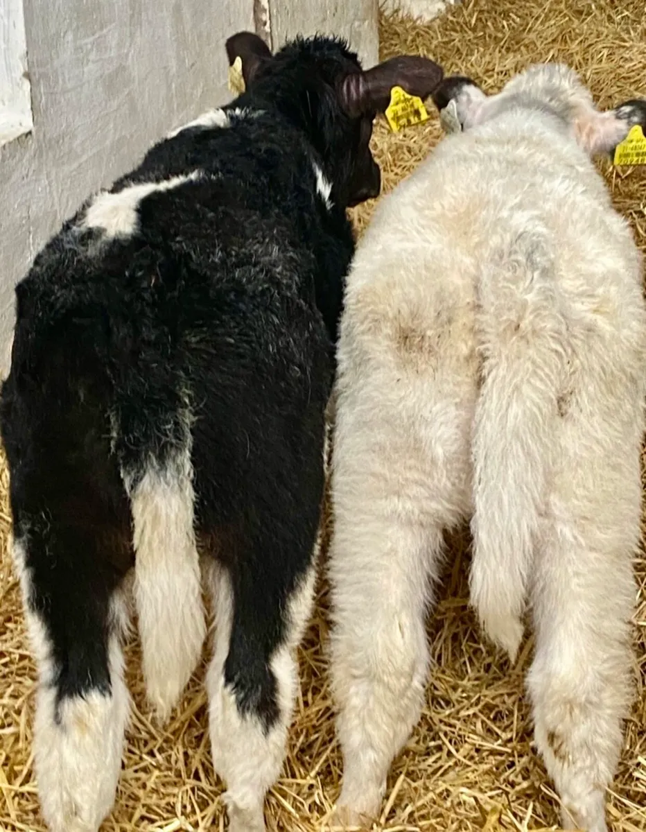 C M C CALF SUPPLIES THE HOME OF QUALITY CALVES - Image 1