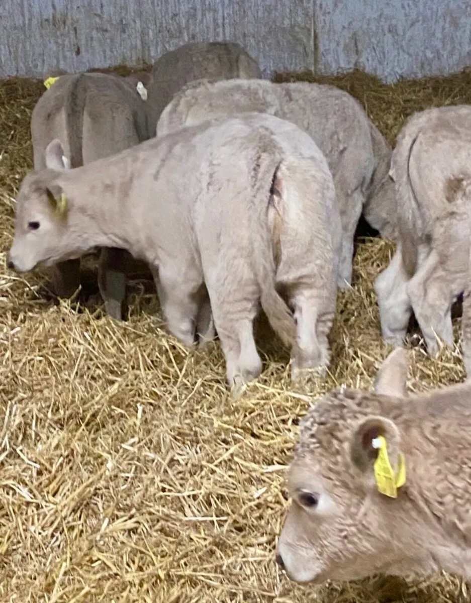 C M C CALF SUPPLIES THE HOME OF QUALITY CALVES - Image 2