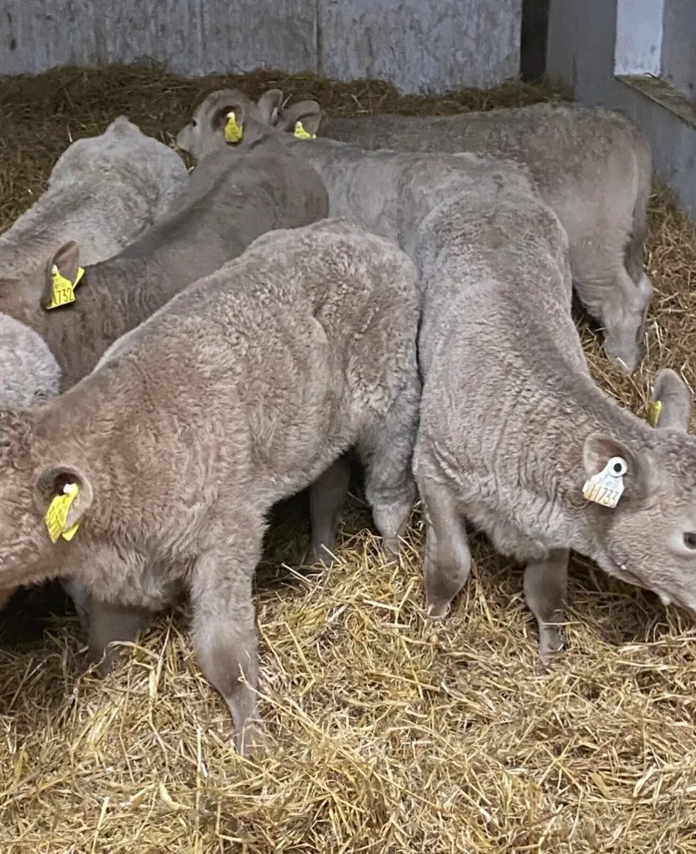 C M C CALF SUPPLIES THE HOME OF QUALITY CALVES - Image 3