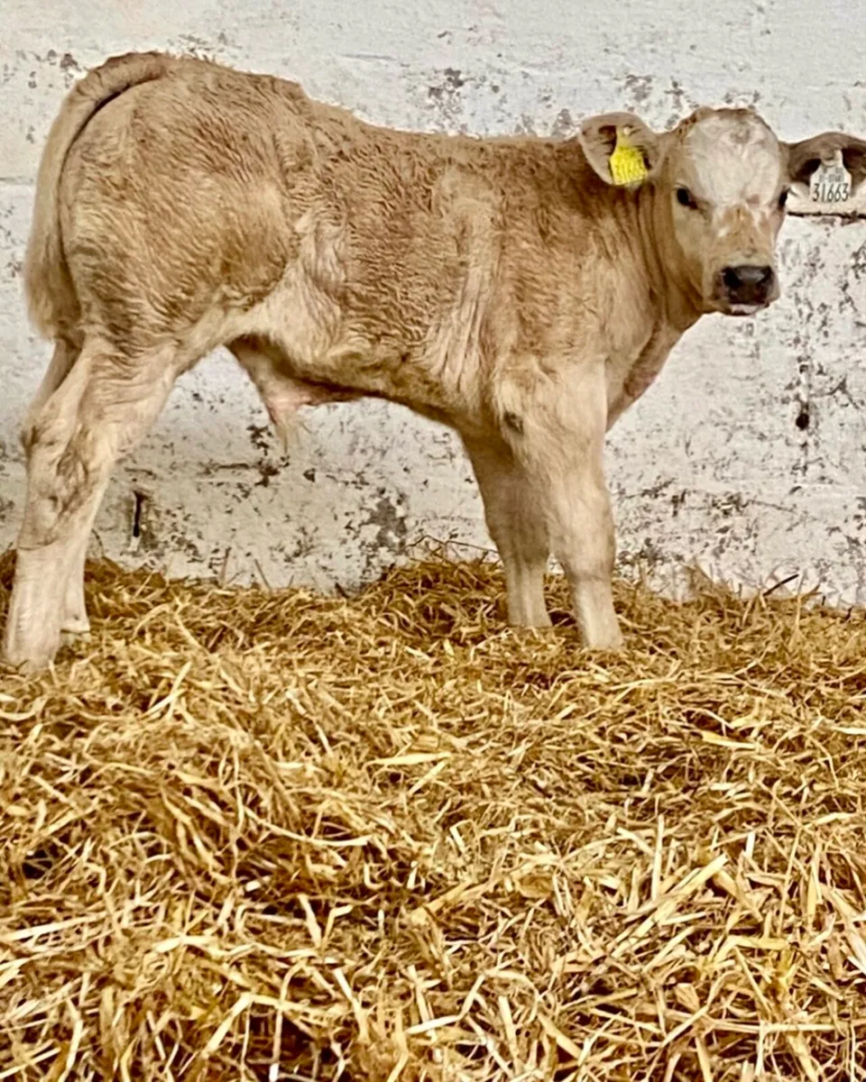 C M C CALF SUPPLIES THE HOME OF QUALITY CALVES - Image 1