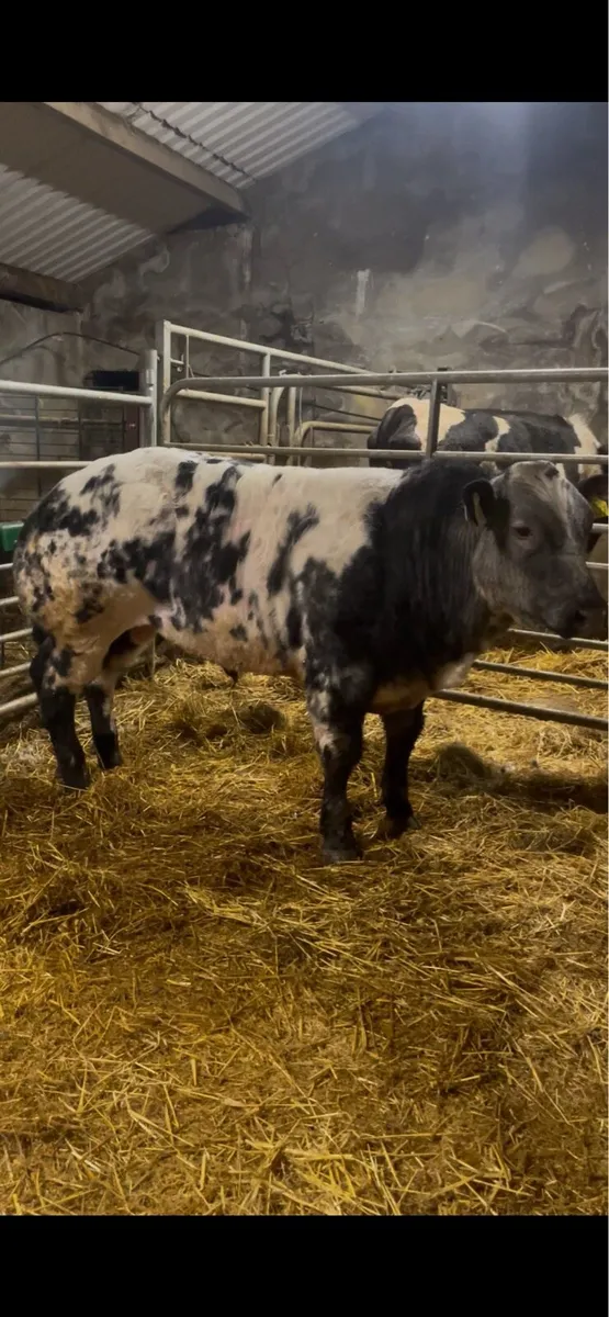 Pedigree Belgian Blue Bull - Image 1