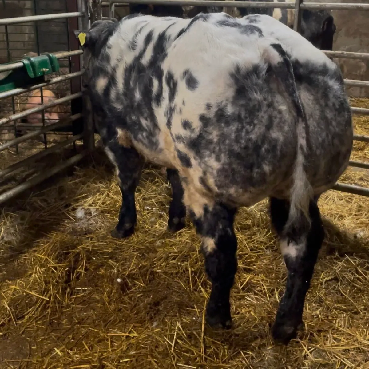 Pedigree Belgian Blue Bull - Image 3