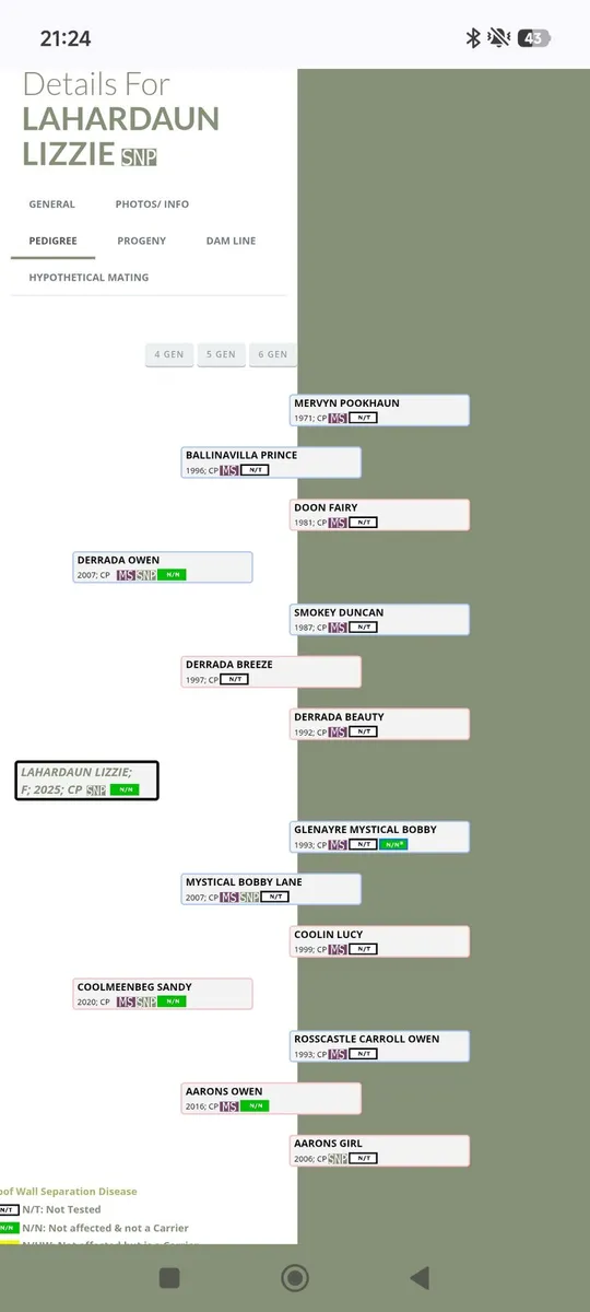 Connemara filly foal - Image 4