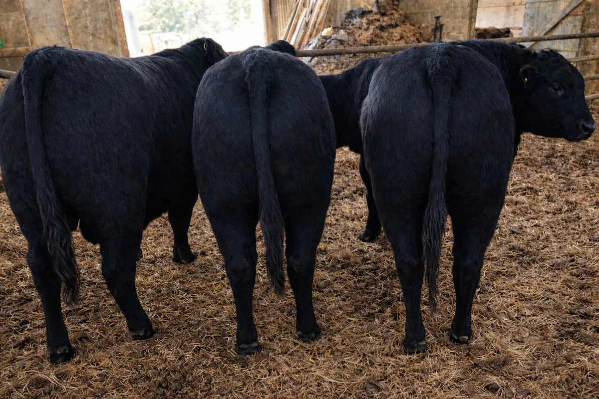 4 - 5 Star Pedigree Angus Bulls - Image 3