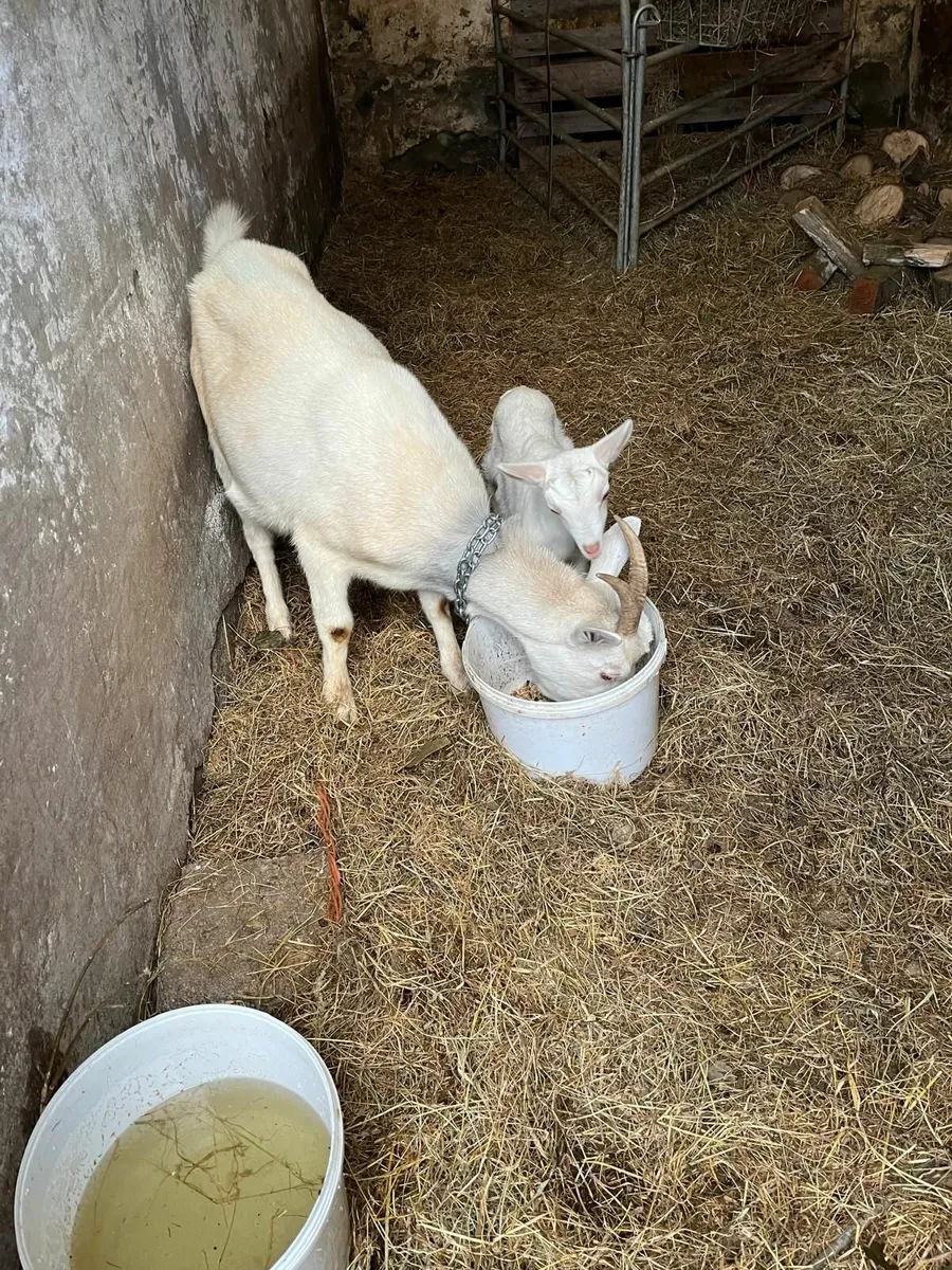 Goats - Image 4