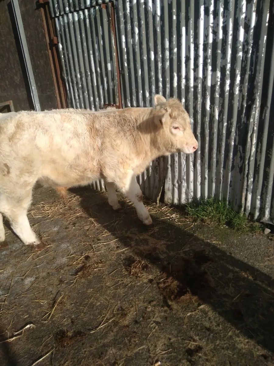 Macroom Mart PB Charolais Breeding bull 17th Jan - Image 2