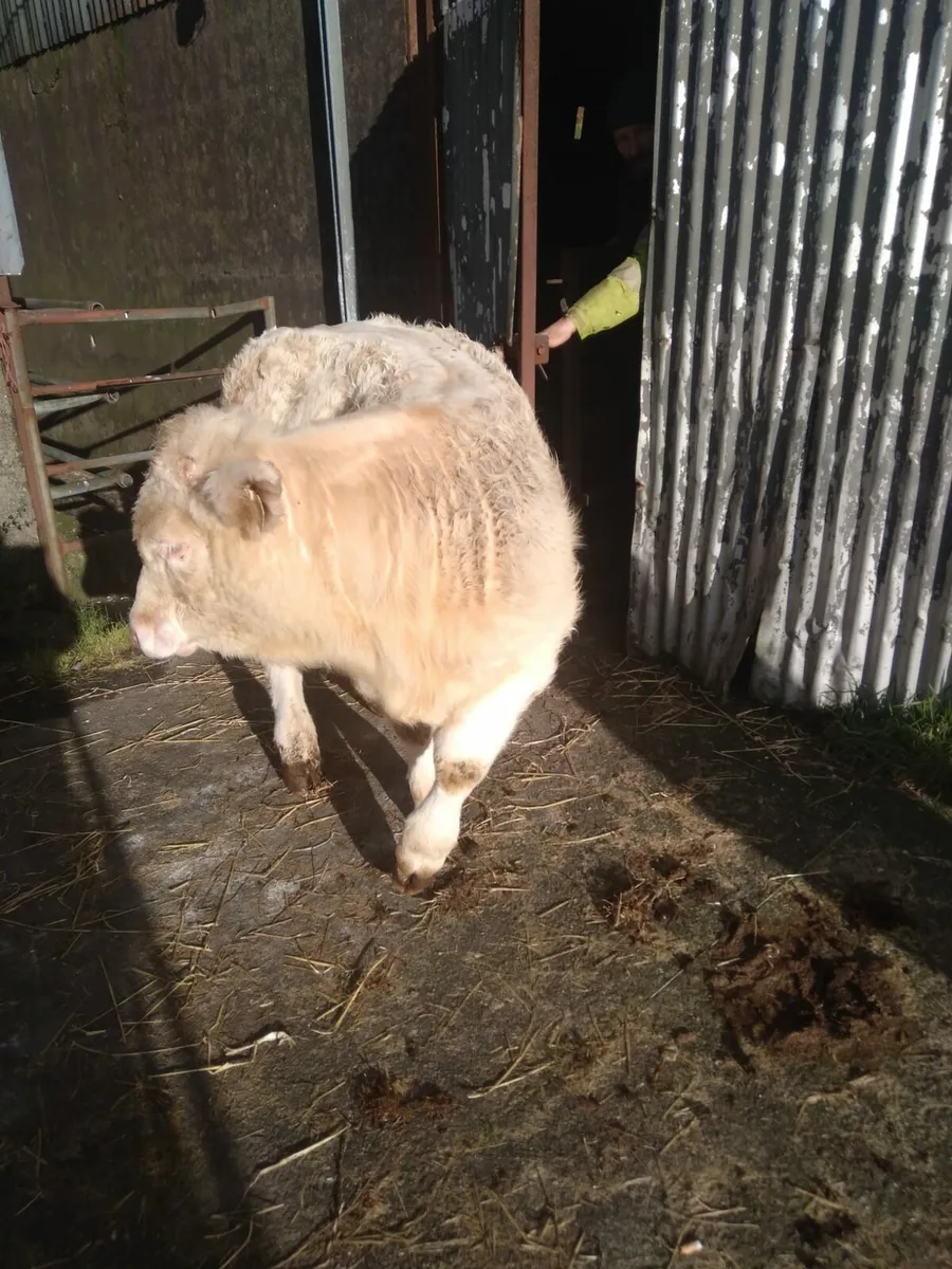 Macroom Mart PB Charolais Breeding bull 17th Jan - Image 3