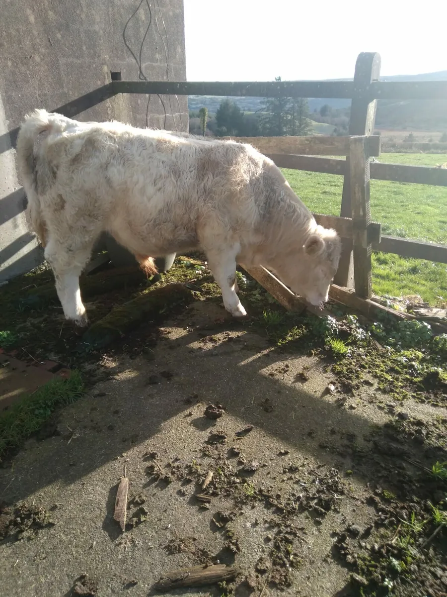 Macroom Mart PB Charolais Breeding bull 17th Jan - Image 4