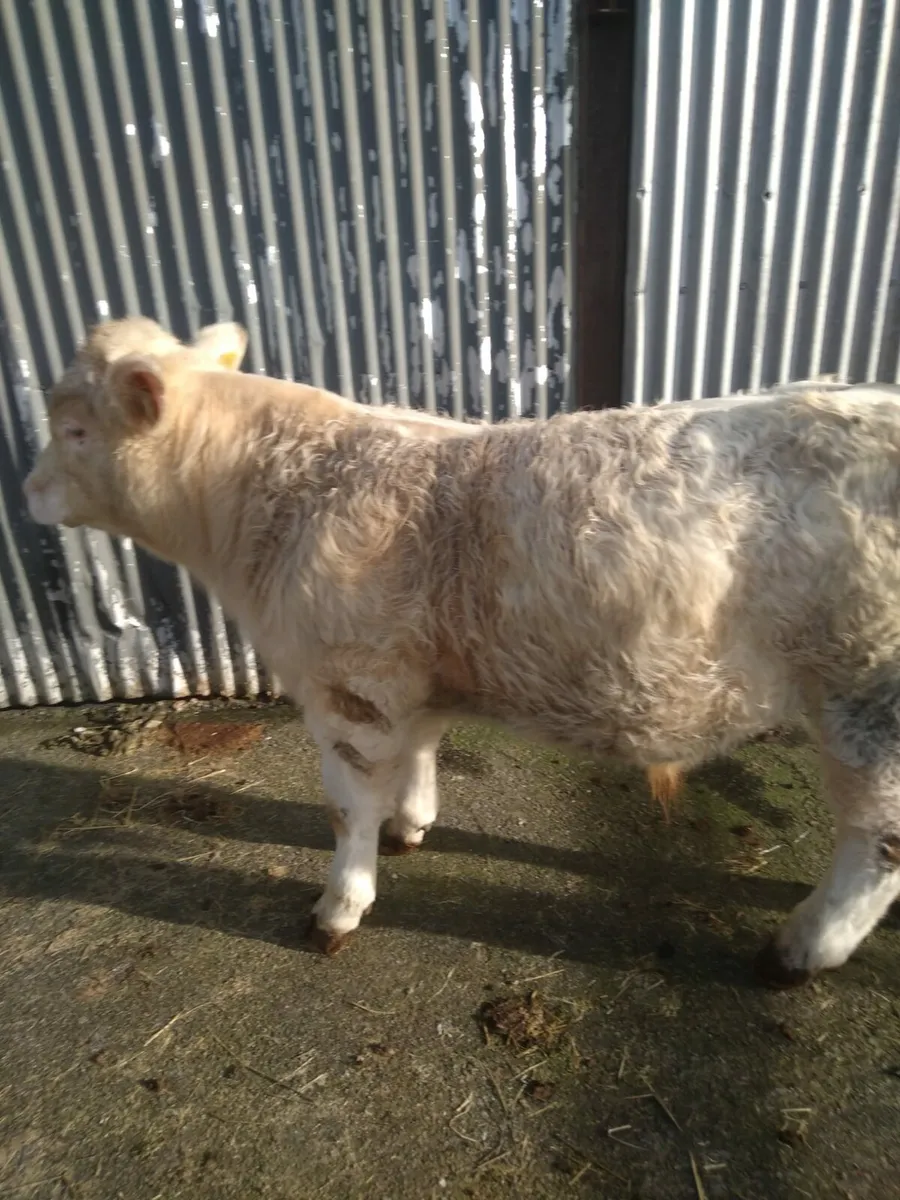 Macroom Mart PB Charolais Breeding bull 17th Jan - Image 1