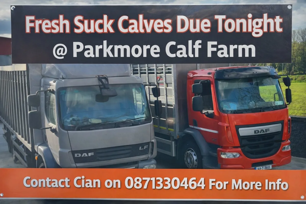 Calves For Sale - Image 1
