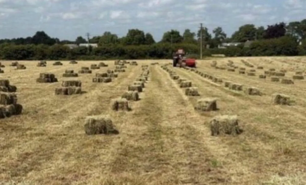 Small square bales of hay - Image 1