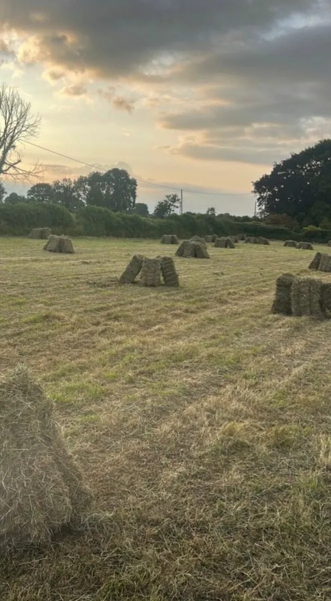 Small square bales of hay - Image 2