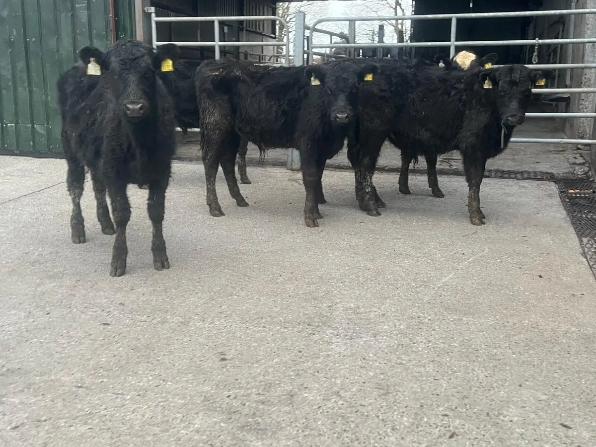 12 super Angus weanling bullocks - Image 1