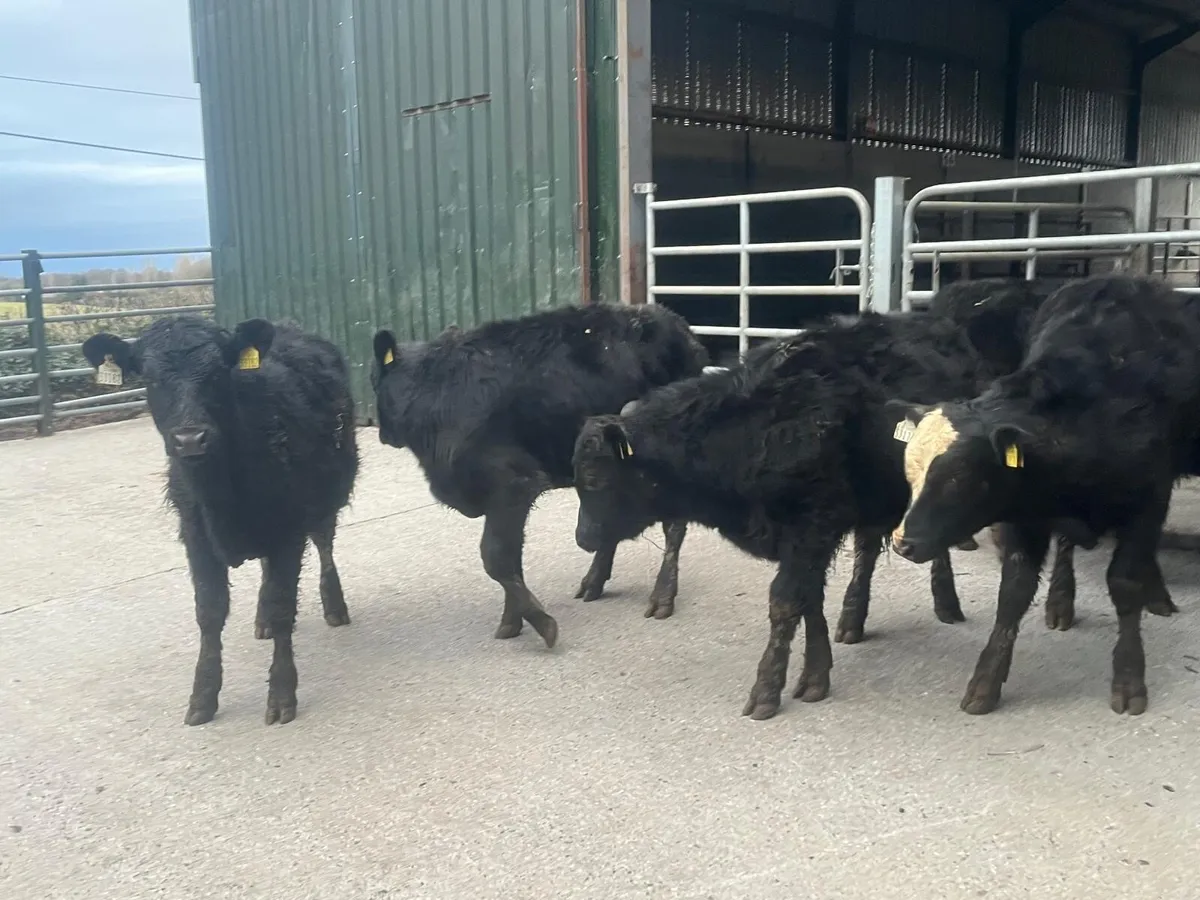 12 super Angus weanling bullocks - Image 2