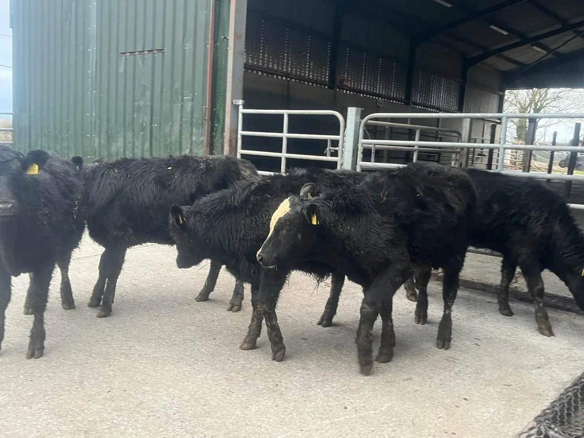 12 super Angus weanling bullocks - Image 4