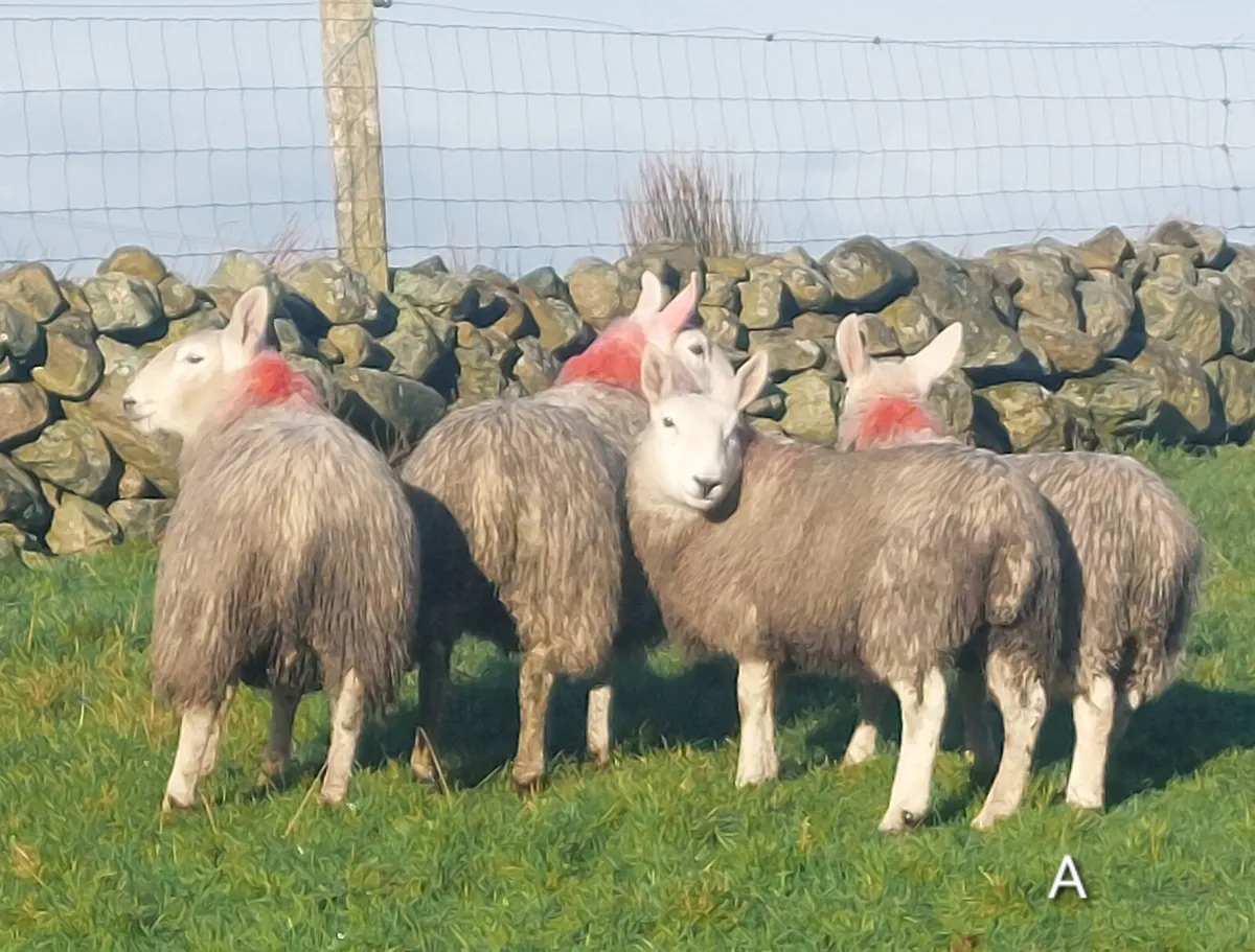 North country Cheviot Ewe lambs - Image 2