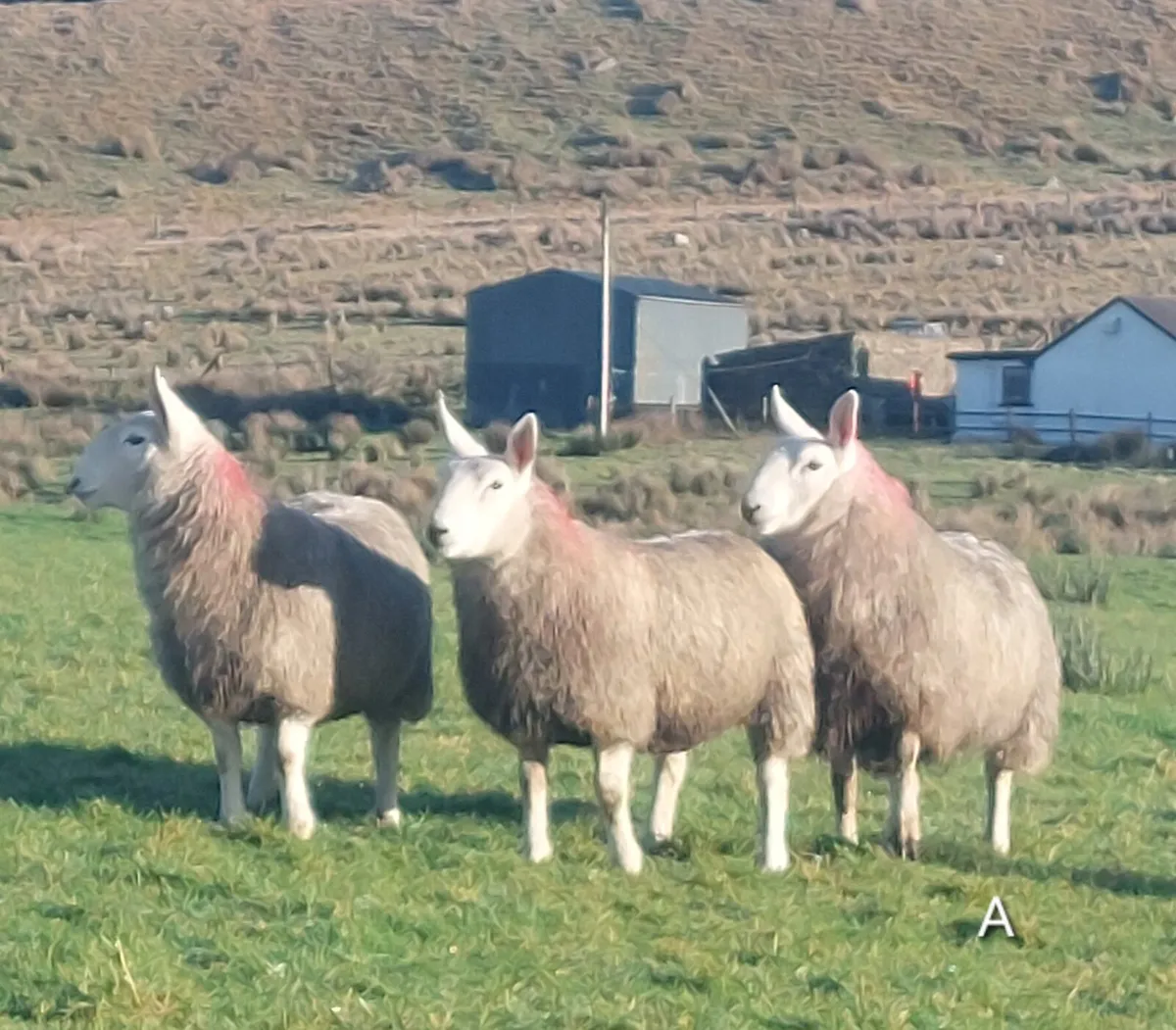 North country Cheviot Ewe lambs - Image 1