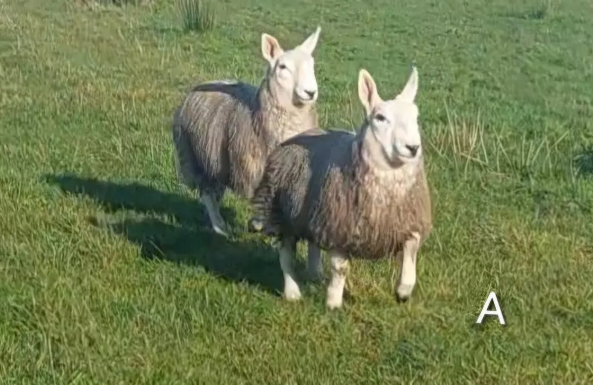 North country Cheviot Ewe lambs - Image 3