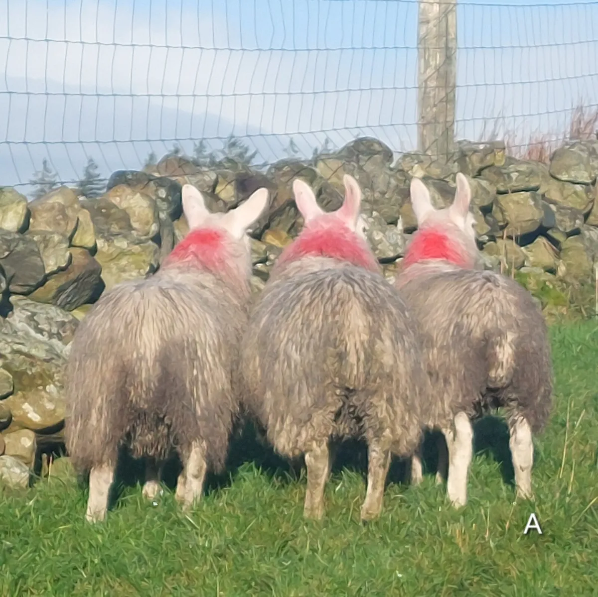 North country Cheviot Ewe lambs - Image 4